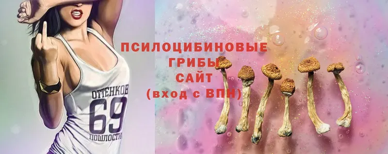 Галлюциногенные грибы Psilocybe  Кировск 